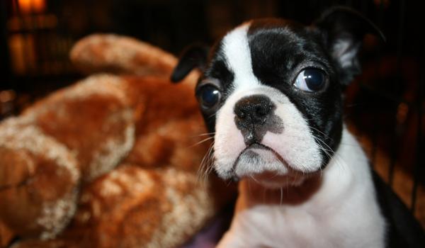 Pupils Praise Peculiar Pets