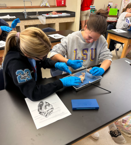 Anatomy Dissection of Hearts and Brains